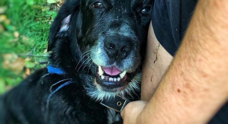 La Protectora Os Biosbardos deja de recoger perros y gatos, al no poder afrontar los gastos