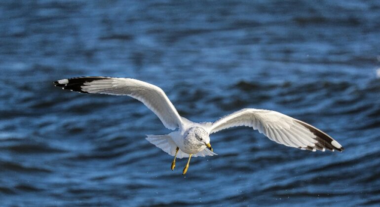 O Gaivotón consolida a súa presenza no Parque das Illas Atlánticas