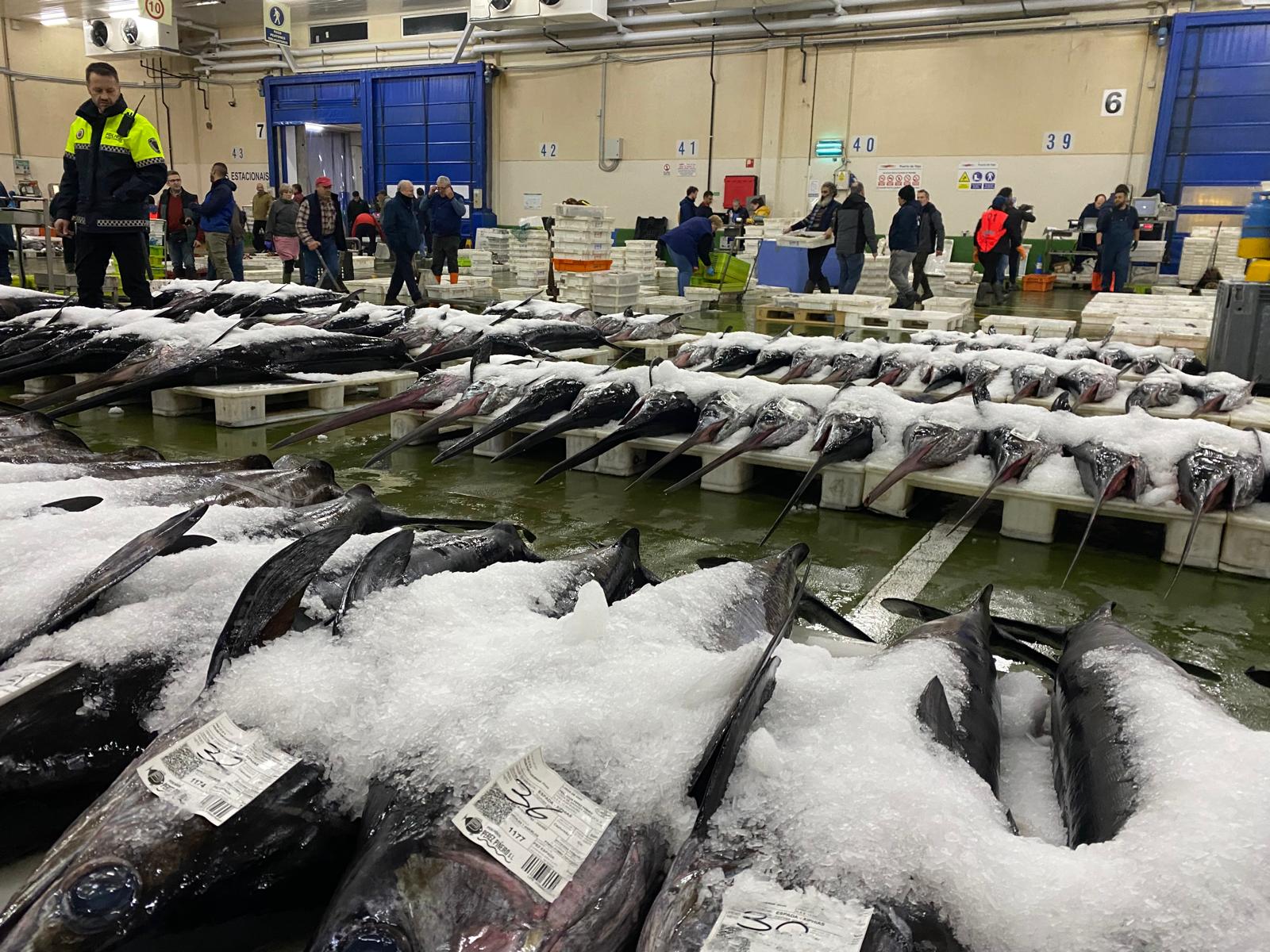 El Puerto vive una jornada frenética con la descarga de más de 230.000 kilos de pescado