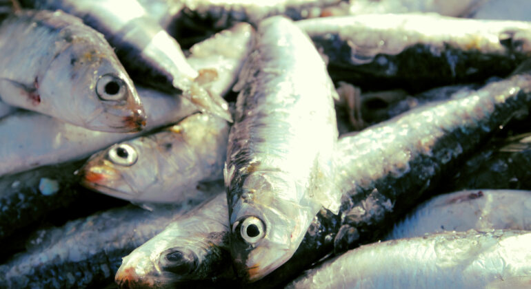 Científicos del Instituto de Oceanografía identifican un parásito que afecta la calidad de la sardina
