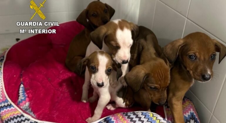 Investigado por abandonar una camada de 5 cachorros cerca de un aparcamiento