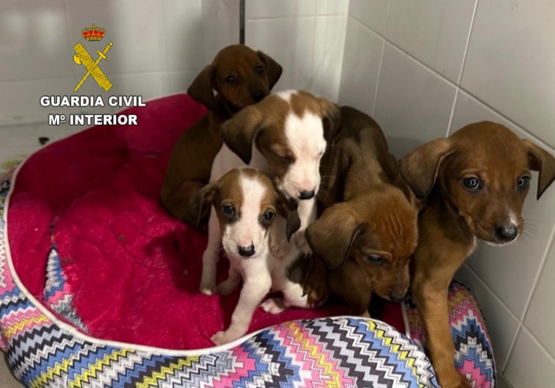 Investigado por abandonar una camada de 5 cachorros cerca de un aparcamiento