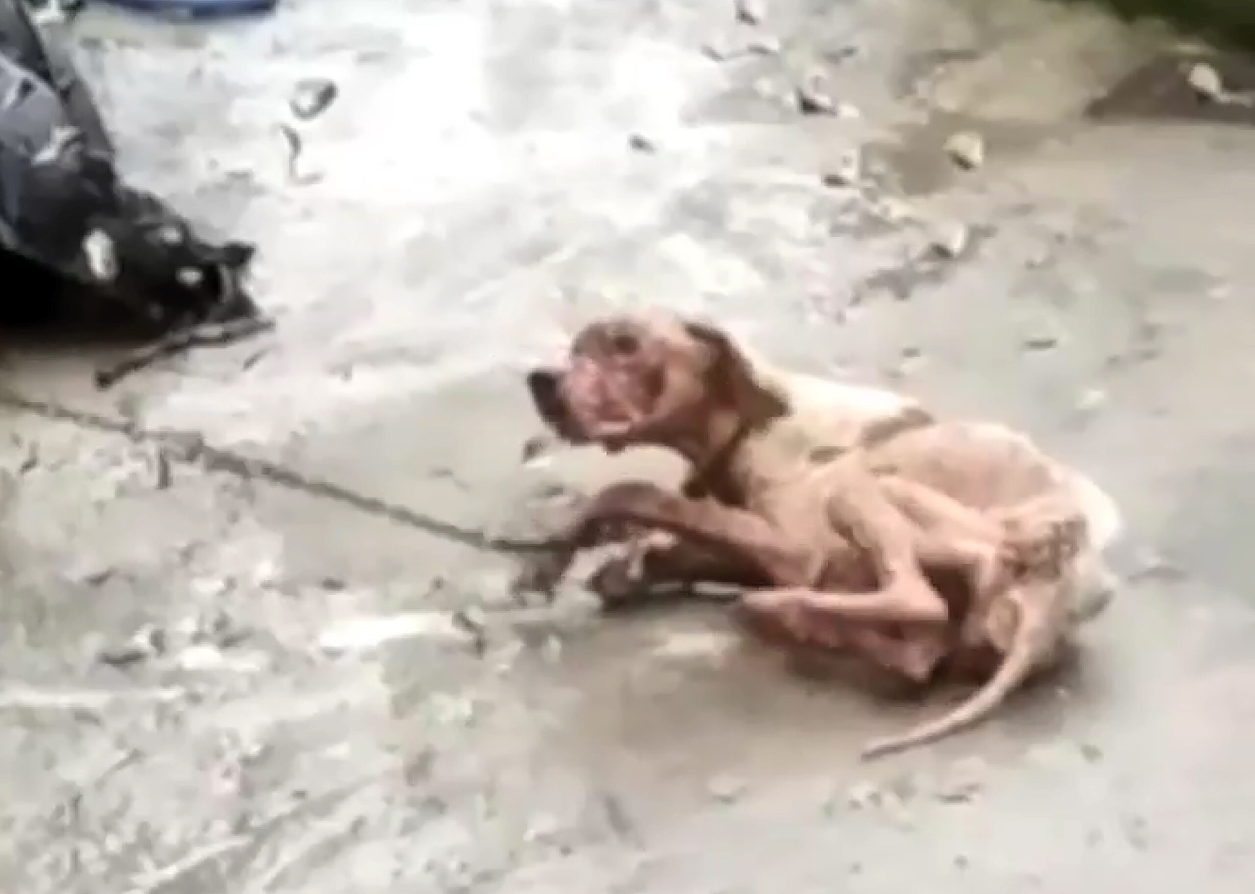 Prisión por maltratar a su perra hasta la muerte