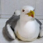 Científicos del IEO descubren que la parálisis que afecta a gaviotas y otras aves acuáticas, estaría causada por botulismo