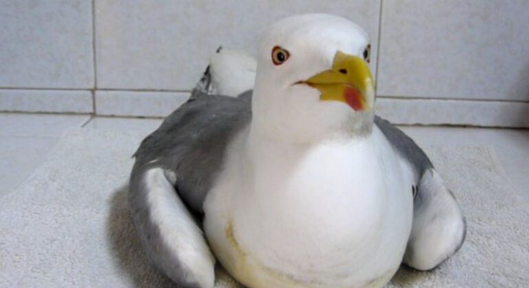 Científicos del IEO descubren que la parálisis que afecta a gaviotas y otras aves acuáticas, estaría causada por botulismo