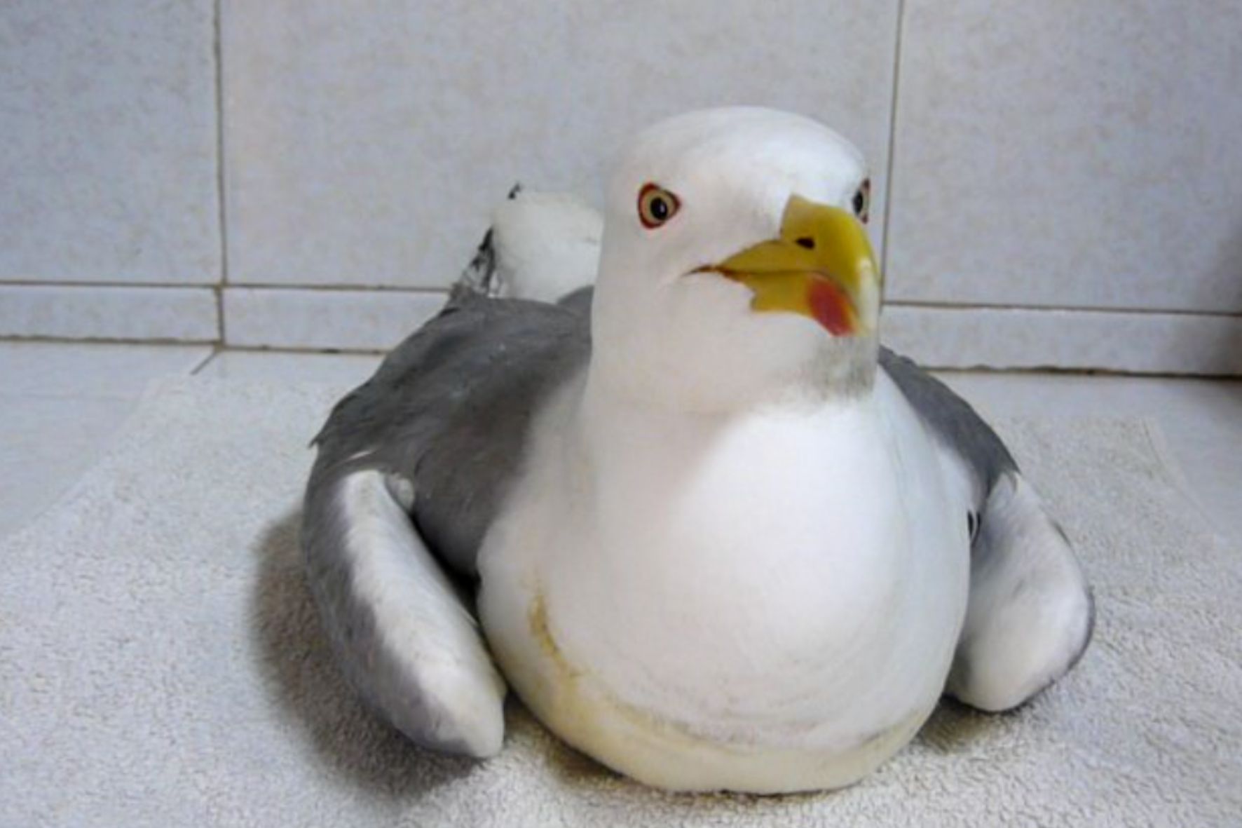 Científicos del IEO descubren que la parálisis que afecta a gaviotas y otras aves acuáticas, estaría causada por botulismo