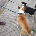 La Policía Local ayuda a rescatar a dos perros que estaban encerrados en un coche