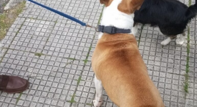 La Policía Local ayuda a rescatar a dos perros que estaban encerrados en un coche