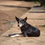 En 2024, las protectoras recogieron 292.000 perros y gatos abandonados