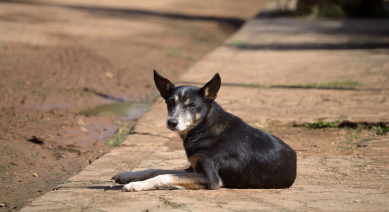 En 2024, las protectoras recogieron 292.000 perros y gatos abandonados