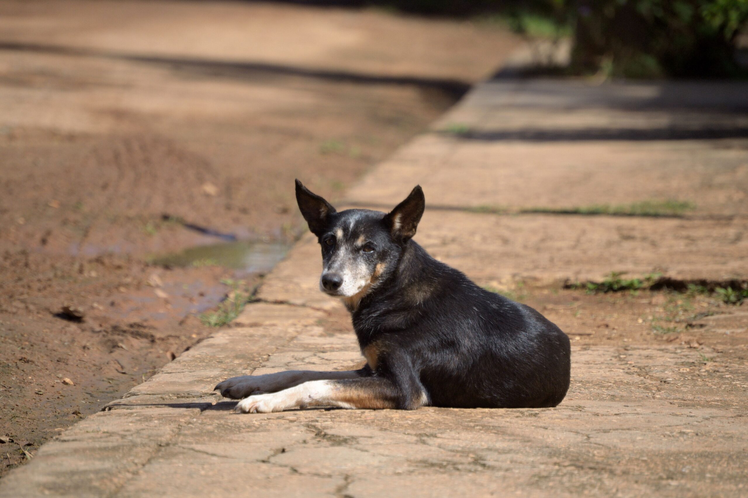 En 2024, las protectoras recogieron 292.000 perros y gatos abandonados