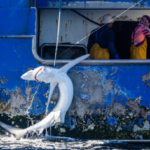 Greenpeace libera tiburones capturados por un pesquero español