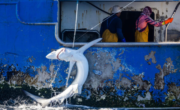 Greenpeace libera tiburones capturados por un pesquero español