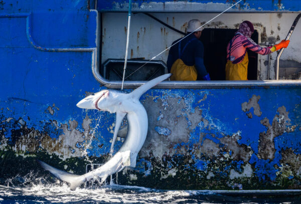 Greenpeace libera tiburones capturados por un pesquero español