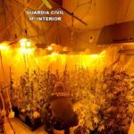 Investigado, tras incauntarle 62 plantas de marihuana