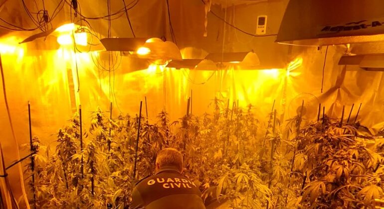 Investigado, tras incauntarle 62 plantas de marihuana
