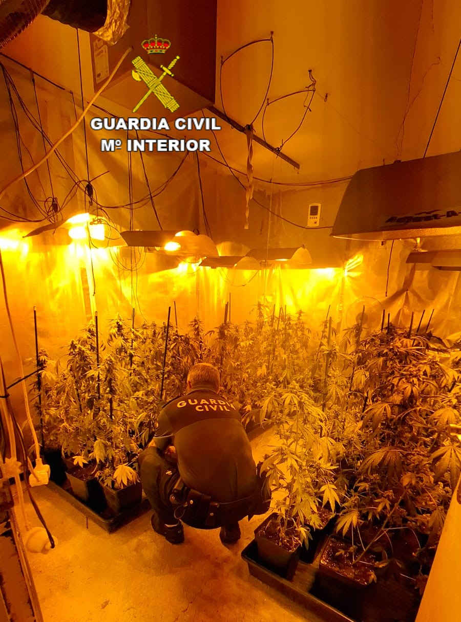 Investigado, tras incauntarle 62 plantas de marihuana