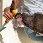 Cómo prevenir, detectar y actuar si tu mascota sufre un golpe de calor