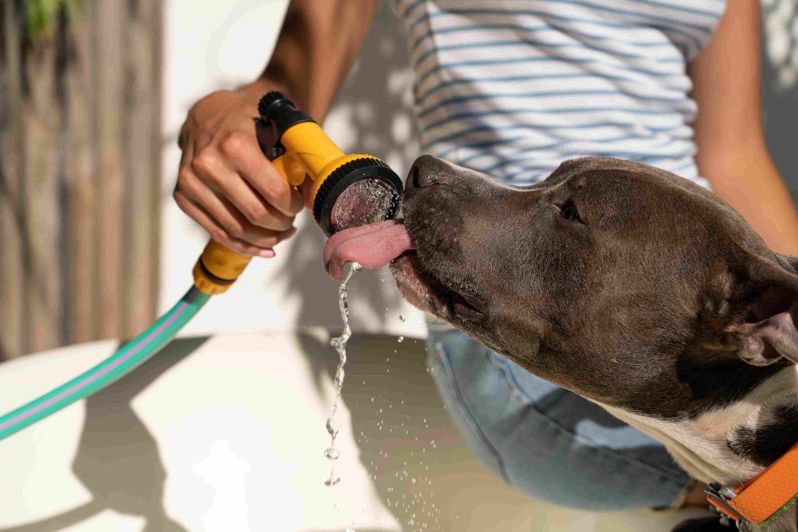 Cómo prevenir, detectar y actuar si tu mascota sufre un golpe de calor