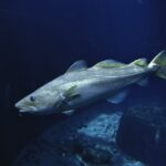 Investigadoras del IEO participan en el mayor estudio sobre alimentación de peces del Atlántico norte y el Ártico