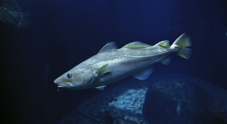 Investigadoras del IEO participan en el mayor estudio sobre alimentación de peces del Atlántico norte y el Ártico