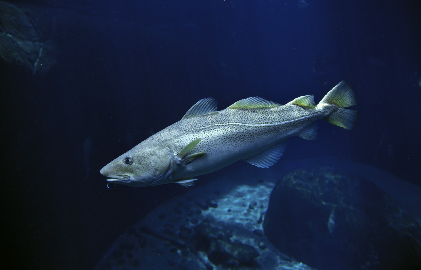 Investigadoras del IEO participan en el mayor estudio sobre alimentación de peces del Atlántico norte y el Ártico