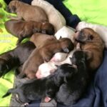 Investigado por intentar enterrar vivos a 12 cachorros