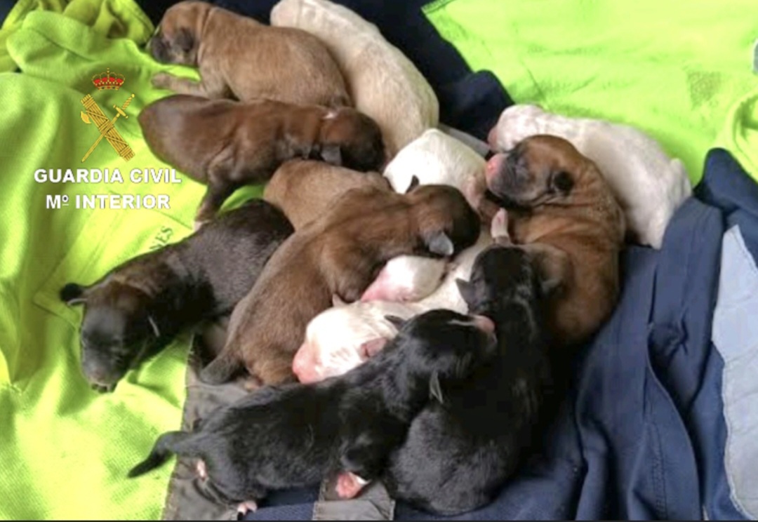 Investigado por intentar enterrar vivos a 12 cachorros