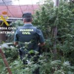Arrestado un vecino de Mos que cultivaba marihuana en el jardín de su casa
