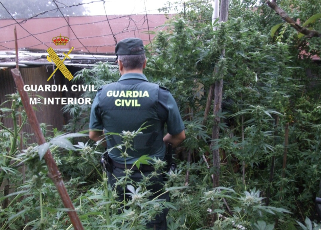 Arrestado un vecino de Mos que cultivaba marihuana en el jardín de su casa