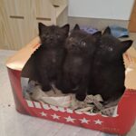 Redondela pon en marcha un programa de voluntariado para o Programa de Adopción Felina