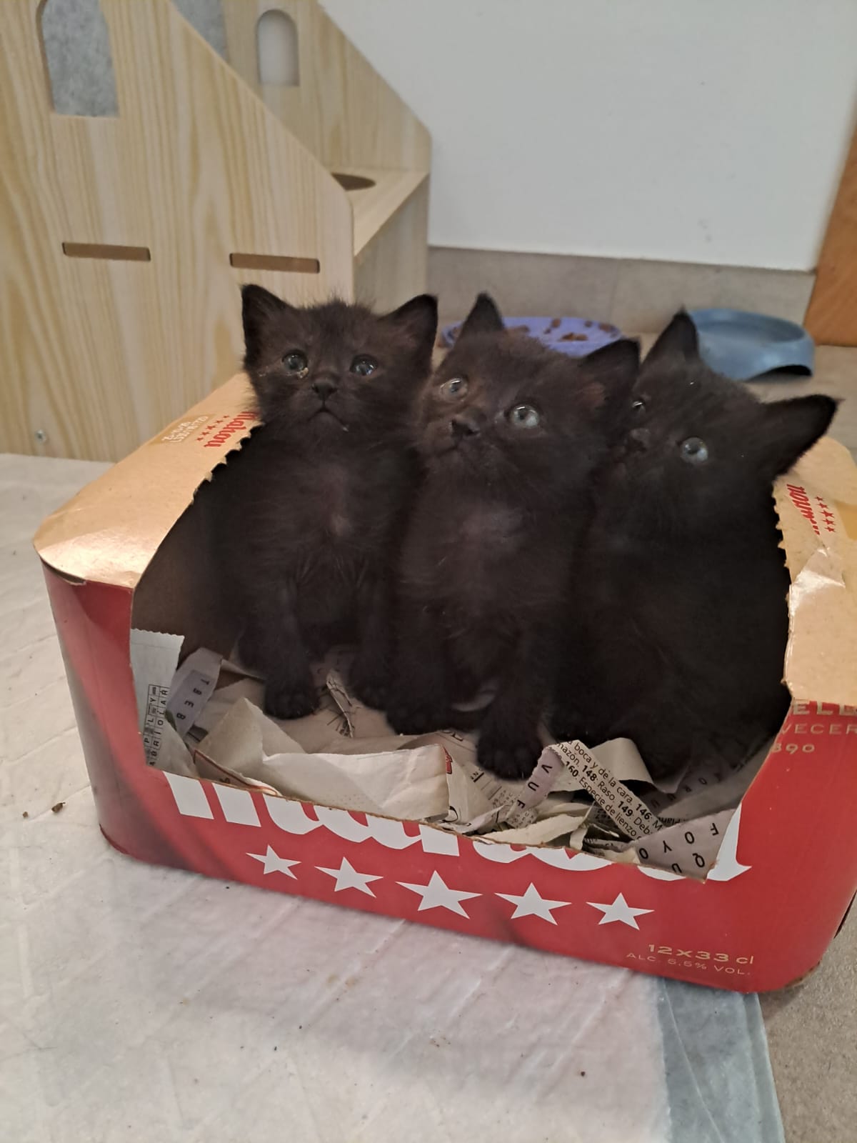 Redondela pon en marcha un programa de voluntariado para o Programa de Adopción Felina