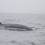 Cada verano nos visitan más ballenas