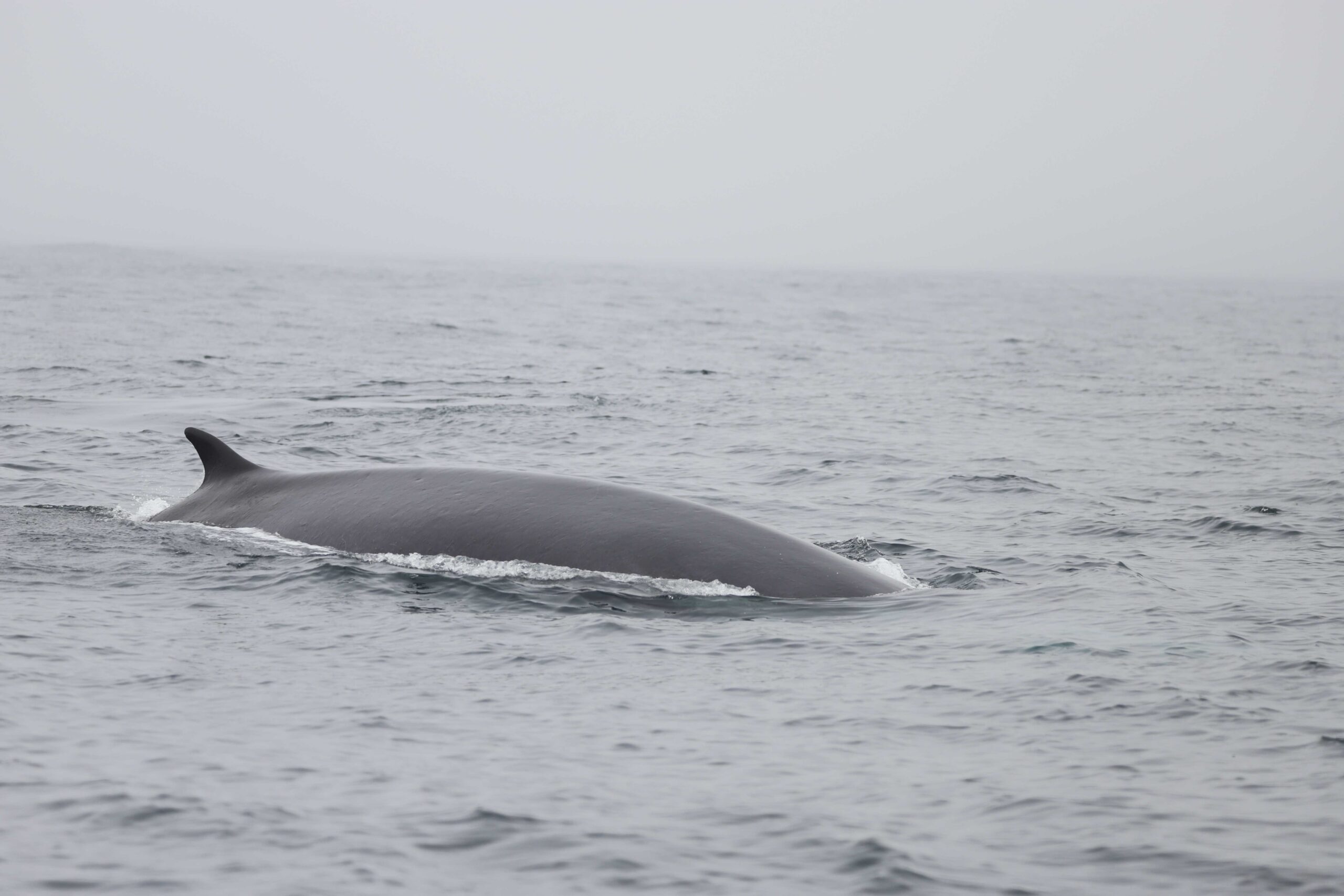 Cada verano nos visitan más ballenas