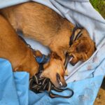 Piden ayuda para encontrar a quienes han ahorcado a dos perras preñadas, cerca de la Protectora Aloia
