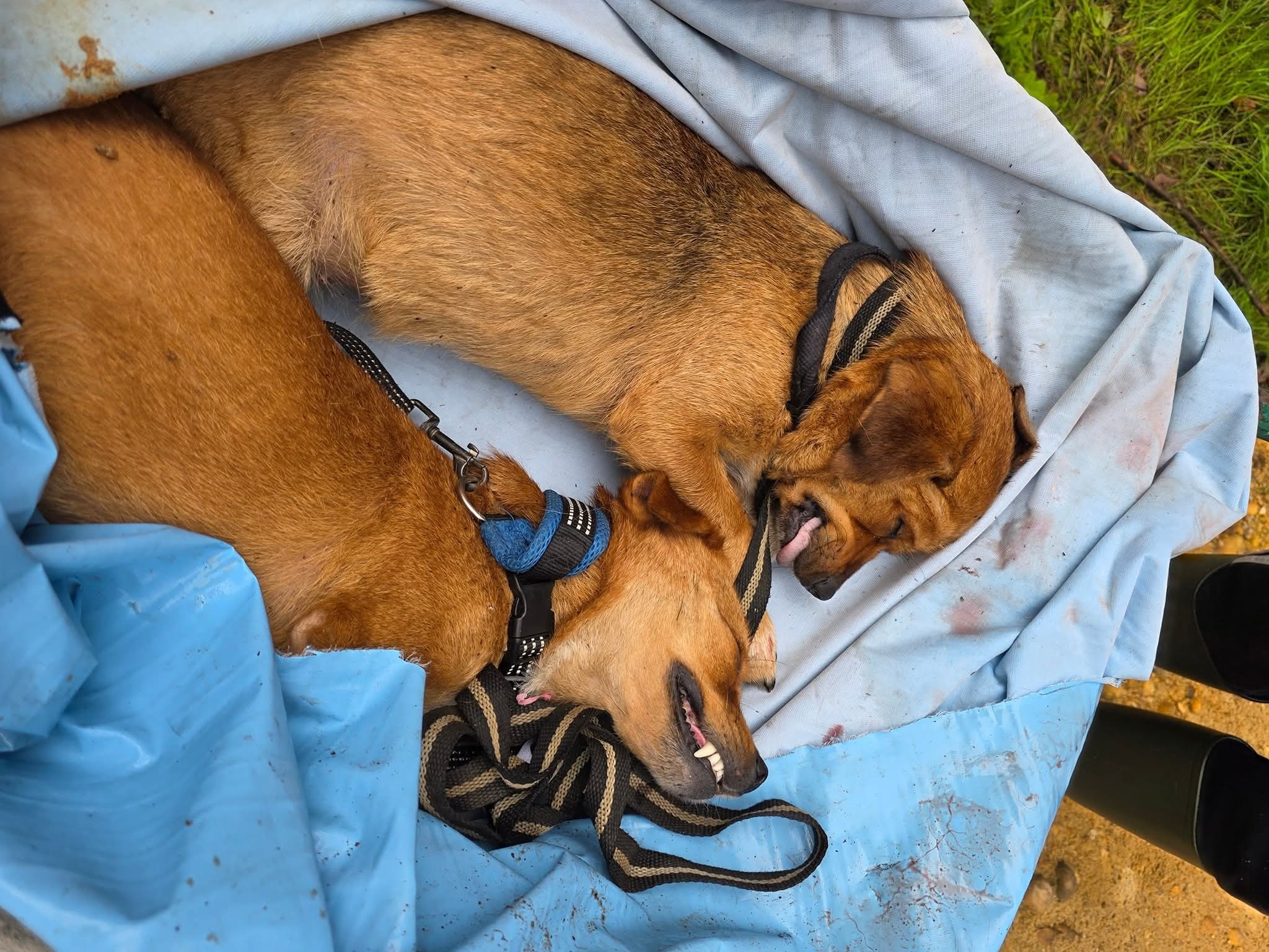 Piden ayuda para encontrar a quienes han ahorcado a dos perras preñadas, cerca de la Protectora Aloia
