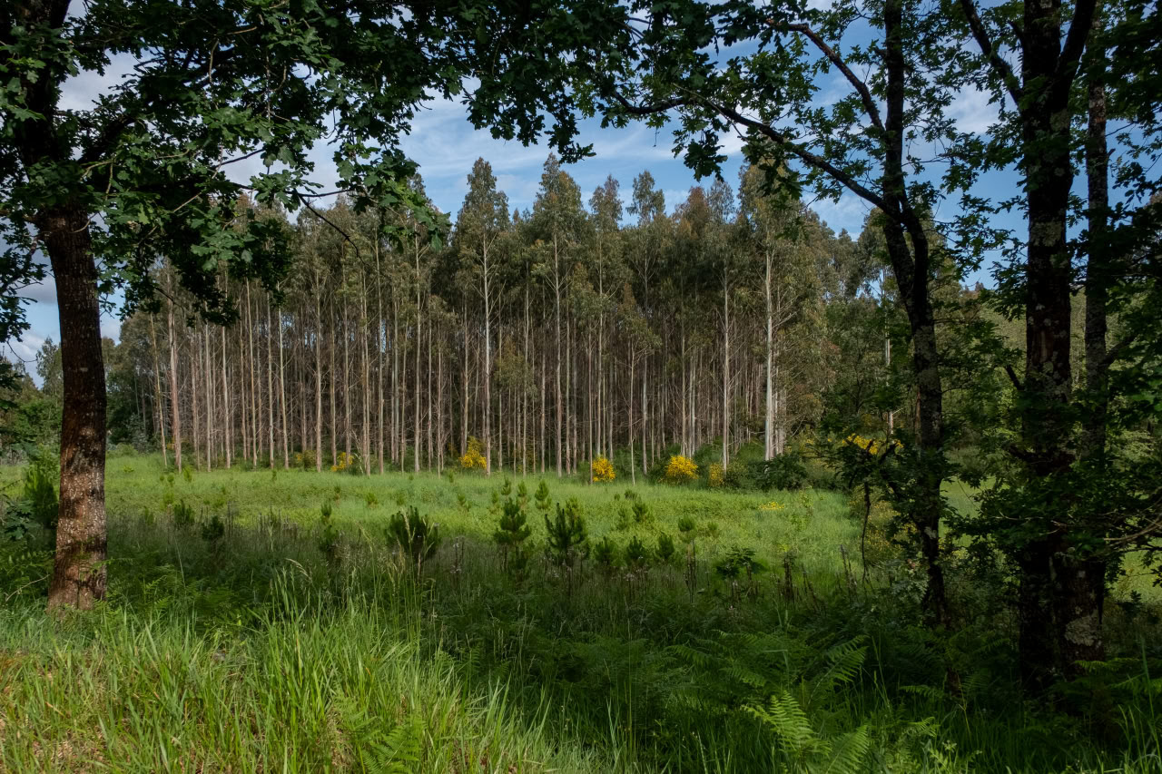 Greenpeace esixe transparencia á Xunta e pide que faga públicos o Inventario Forestal de 2024