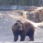 El Concello asegura que el oso Carmo, responde al tratamiento, tras confirmarse que padece "diversas enfermedades"