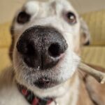 El vínculo emocional con perros y gatos favorece la mejora del bienestar psicológico