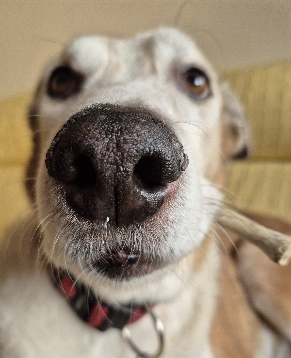 El vínculo emocional con perros y gatos favorece la mejora del bienestar psicológico