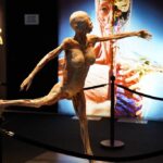 'Bodies Evolution', la exposición número 1 sobre el cuerpo humano, desde hoy en Vigo