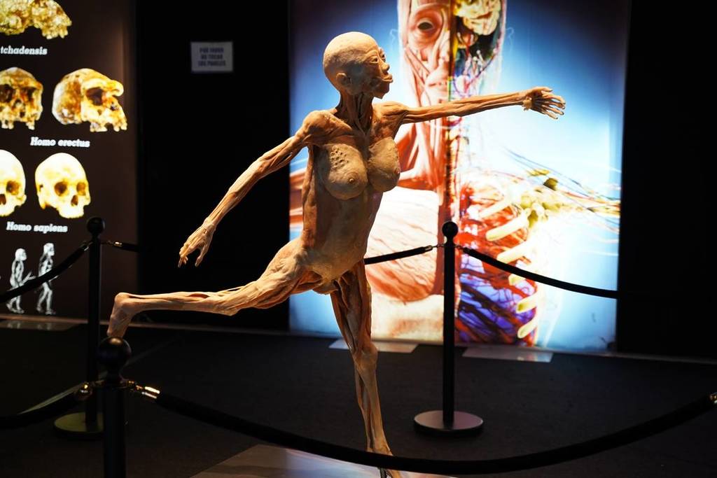 'Bodies Evolution', la exposición número 1 sobre el cuerpo humano, desde hoy en Vigo