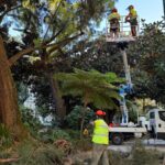 Denuncian la tala de árboles centenarios en la Alameda y acusan al Concello de “negligencia