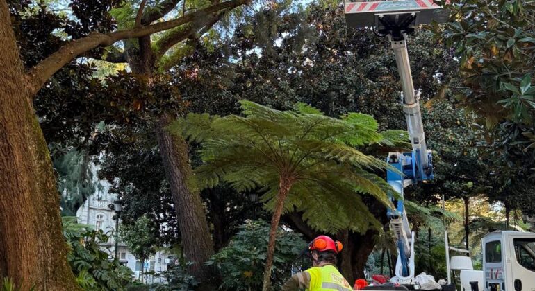 Denuncian la tala de árboles centenarios en la Alameda y acusan al Concello de “negligencia