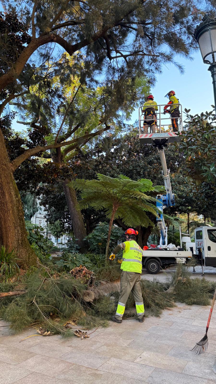 Denuncian la tala de árboles centenarios en la Alameda y acusan al Concello de “negligencia
