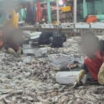 Visibilizan ante la feria Conxemar los riesgos de la importación de pota procedente de la pesca ilegal