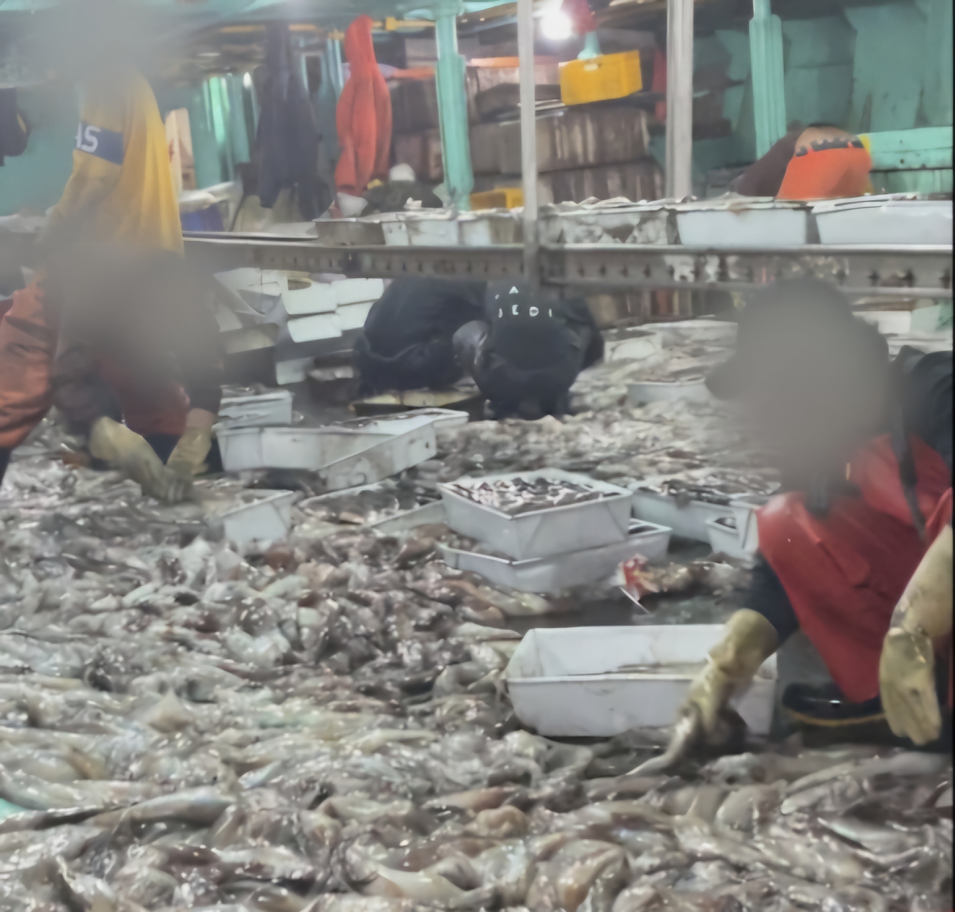 Visibilizan ante la feria Conxemar los riesgos de la importación de pota procedente de la pesca ilegal