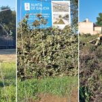 Alertan de la tala de cinco carballos de gran porte, en el Plan Parcial de Navia