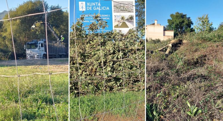 Alertan de la tala de cinco carballos de gran porte, en el Plan Parcial de Navia