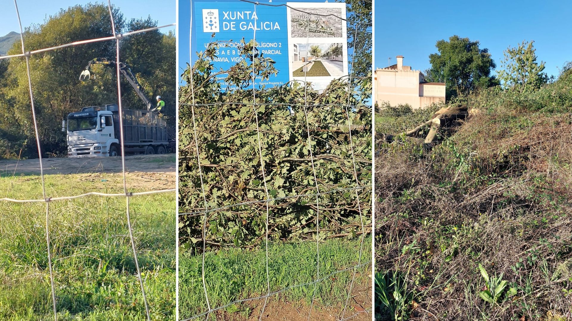 Alertan de la tala de cinco carballos de gran porte, en el Plan Parcial de Navia